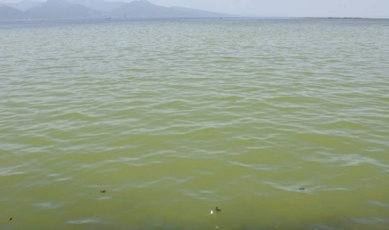 İzmir'de denizin rengi sarıya döndü