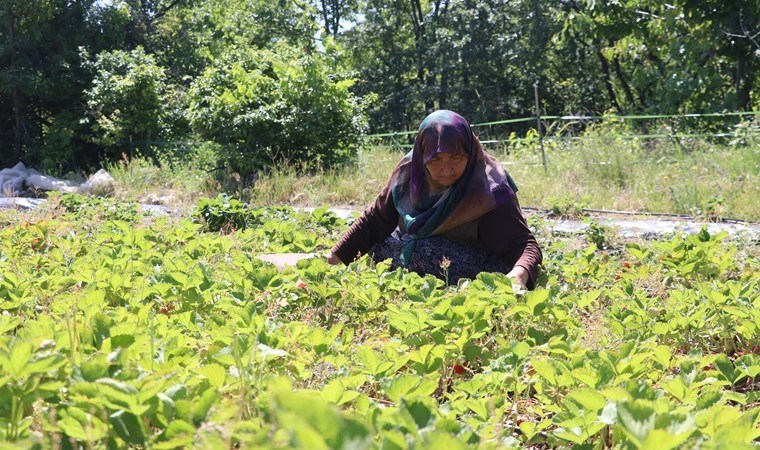 60 yaşından sonra çiftçi oldu! Kocasından miras kalan tarlada üretiyor: 2 ton rekolte bekliyor...