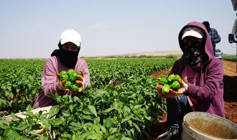 Kilis'te hasat kavurucu sıcak altında yapılıyor! Kilosu tarlada 25 TL...