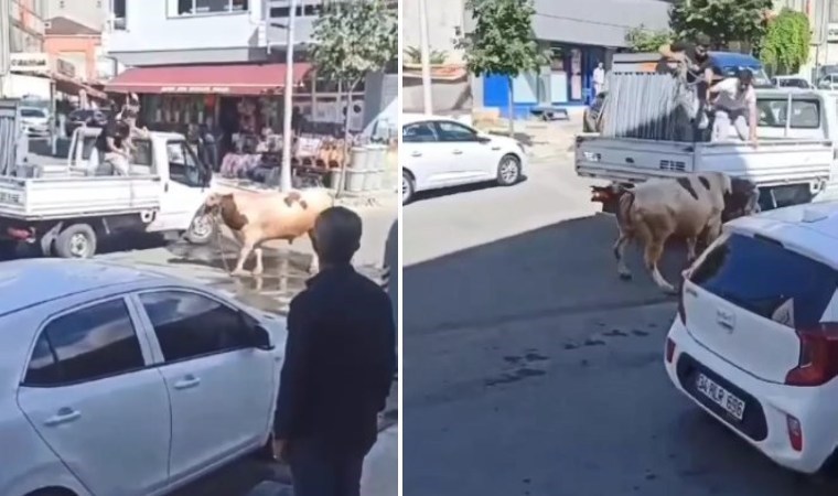 O anlar kamerada... Kaçan kurbanlık boğa paniğe neden oldu