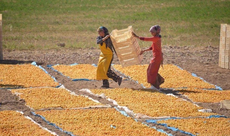 40 bin ailenin geçim kaynağı: 107 bin 517 ton rekolte bekleniyor