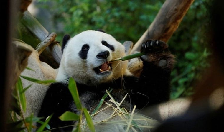 Çin, Avustralya'ya yeni bir çift dev panda gönderme sözü verdi