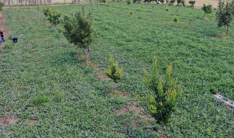 Iğdır Ovası'nda bin dekar alanda 10 bin ton üretiliyor: Aroması ile eşi benzeri yok