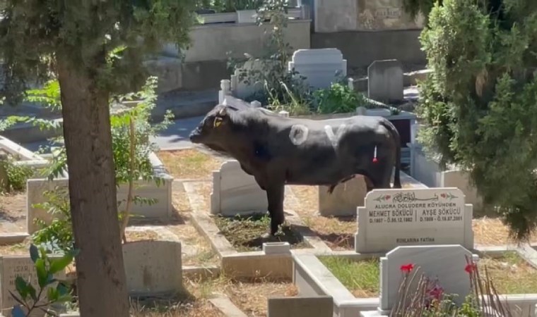 Beyoğlu'nda kızgın boğa mezarlığa daldı... İki kişi yaralandı!