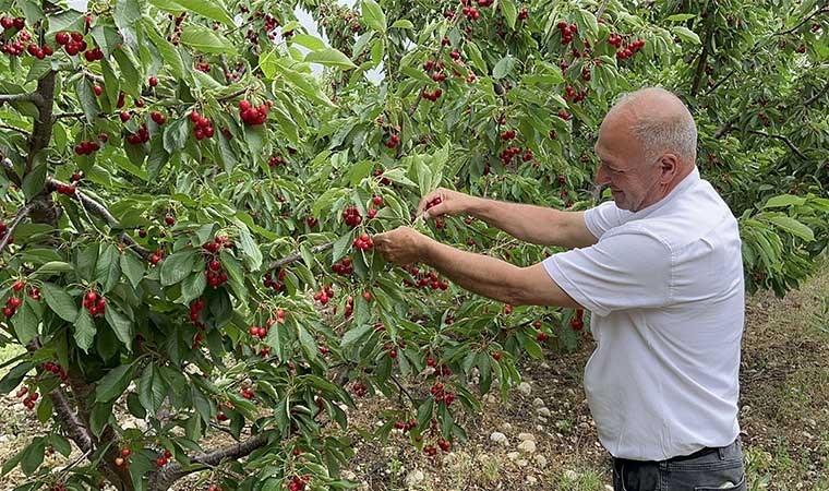 Batı Akdeniz'de yetişiyor: Hasadı 2,5 ay sürüyor! 50 ülkeye ihraç ediliyor...