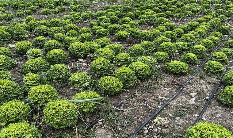 15 çiftçi 1000 dekar alanda üretiyor: 'Kazancı süper'