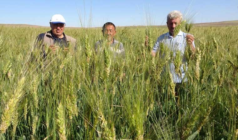 Ata tohumu ile ekim yaptı, boyu insan boyunu geçti! 1 dekardan 1 ton ürün alacak...