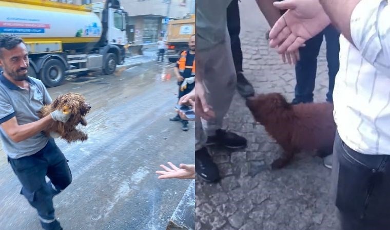 Çöken binanın enkazından 12 saat sonra bir köpek canlı olarak kurtarıldı