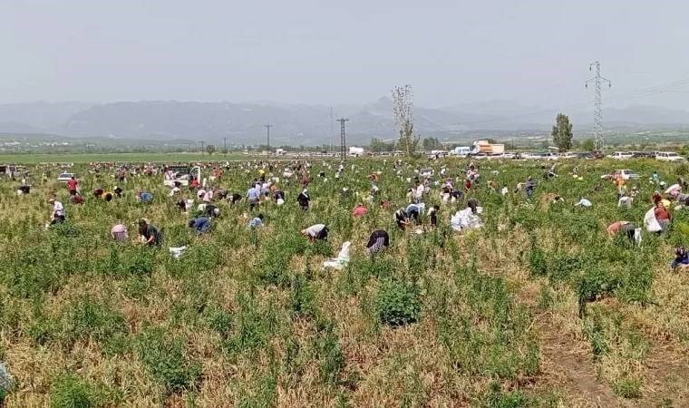 Satamadığı soğanı hayrına dağıttı