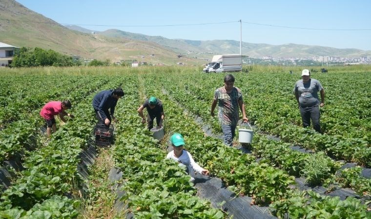 İlk hasattan 1,5 milyon TL kazandı