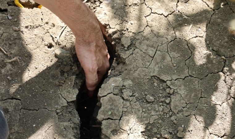 Adana'da sıcak toprağı çatlattı: Hasat kurudu