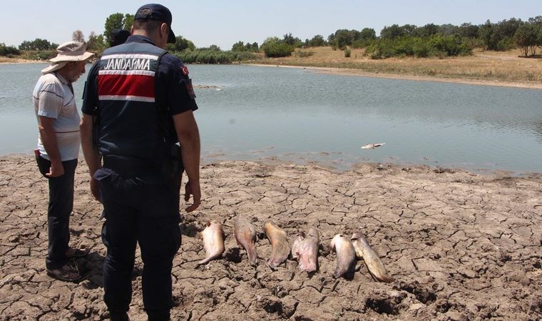 Edirne'de gölette toplu balık ölümleri