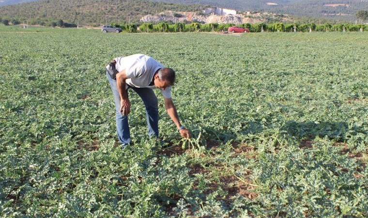 Osmaneli’nin coğrafi işaretli lezzetini hasat etmek için binlerce kilometre uzaktan geliyorlar