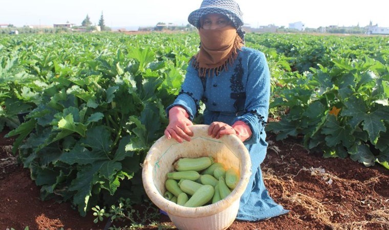 Hasadı Amik Ovası'nda başladı: Tarlada 12 TL'ye satılıyor