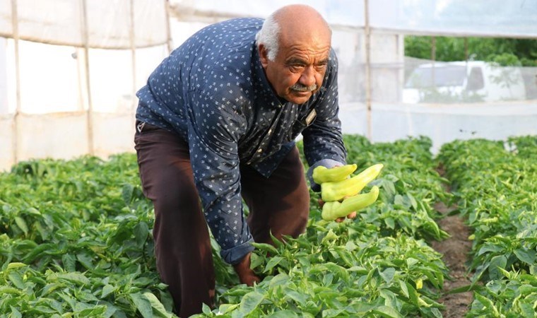 900 dekar alanda üretiliyor: Yaklaşık 3 bin ton rekolte...