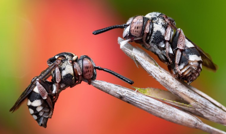 Böcek fotoğrafları yarışmasının kazananı guguklu arılar oldu