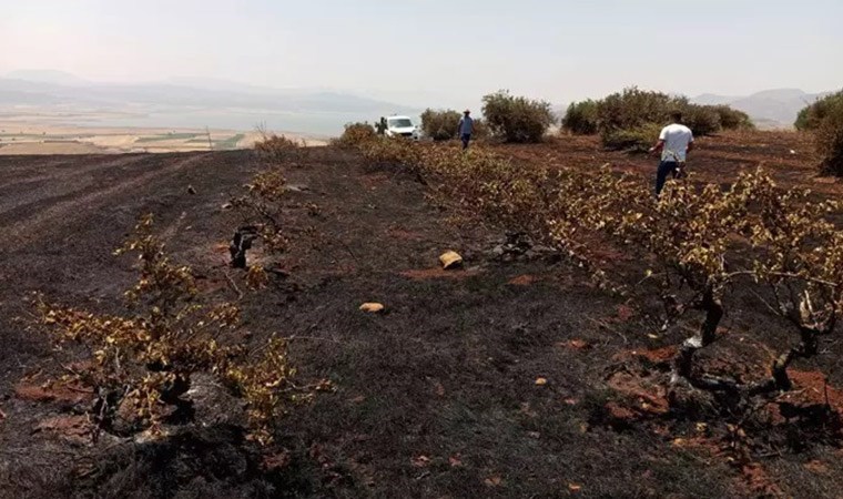 Gaziantep'te anız yangını: Zeytin ve üzüm bağları zarar gördü