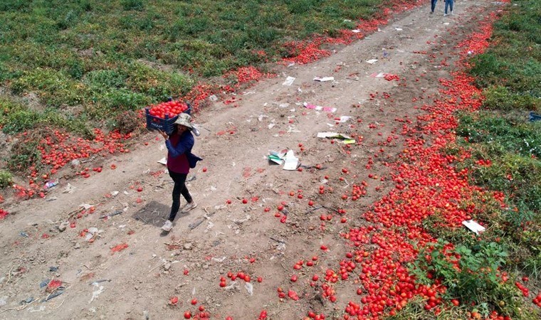 Ürünün yarısı toprakta kaldı: Tarlada 5, markette 25 lira