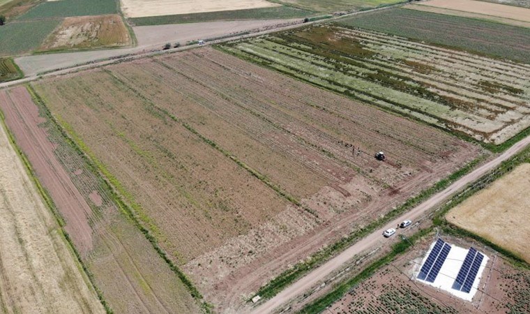 Aksaray'ın tarlalarında yetişiyor, Almanya ve Rusya'da antibiyotik oluyor! Rekolte çok yüksek...