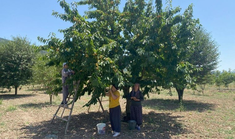 43 yıllık geçim kaynağı! 10 bin dönüm alanda bin 200 ton rekolte: Kalp şeklinde