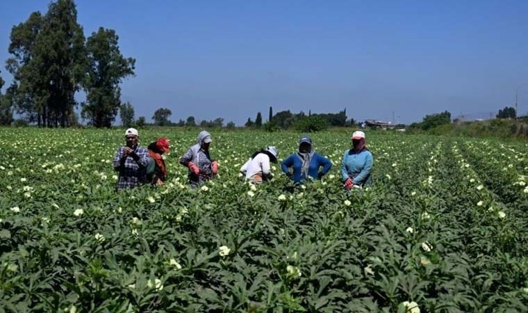 Bamya hasadı başladı: 4400 ton üretilecek: Rekolte fazlalığı bekleniyor