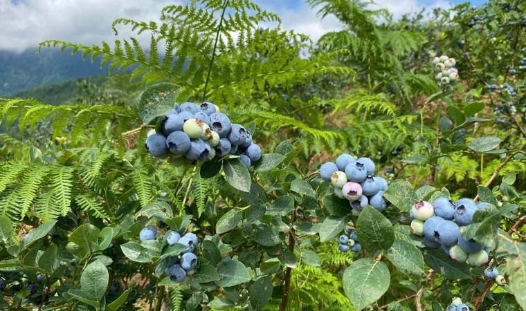 Artvin'de yaban mersini hasadı başladı: Rekolte de patlama bekleniyor