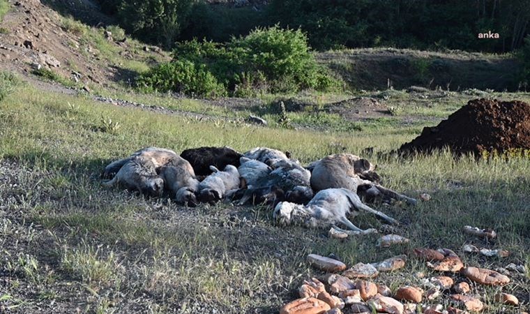 Yozgat’ta 20 sokak köpeği, iğne ile öldürülerek yol kenarına atıldı