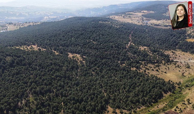 Ormanlar madene dönmesin diye yurttaşların başlattığı nöbette 50. gün