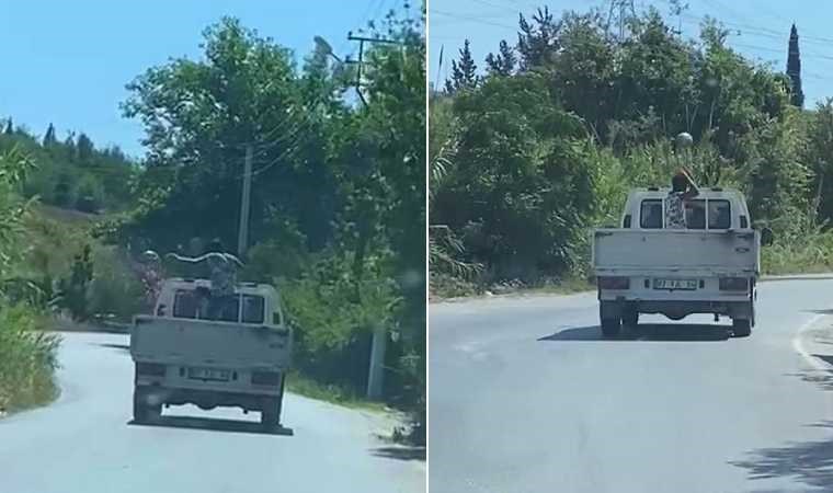 Elde kalan karpuzları kamyonet kasasından yola fırlattı