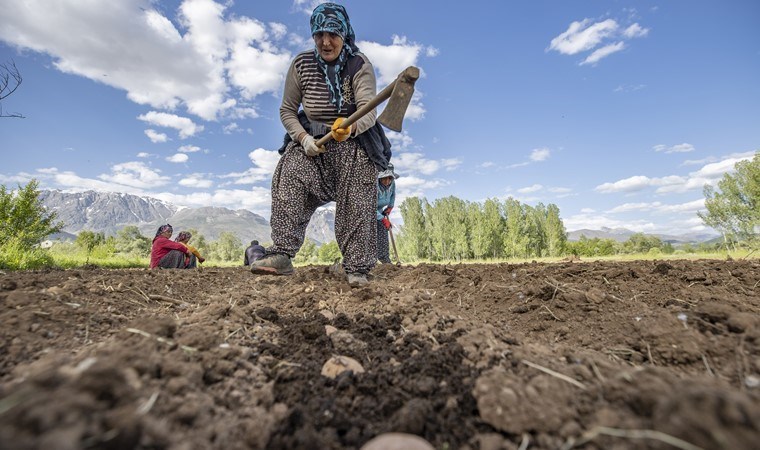 Tunceli'de 80 dekar alanda ekim başladı: Kumlu ve humuslu toprakta yetişiyor