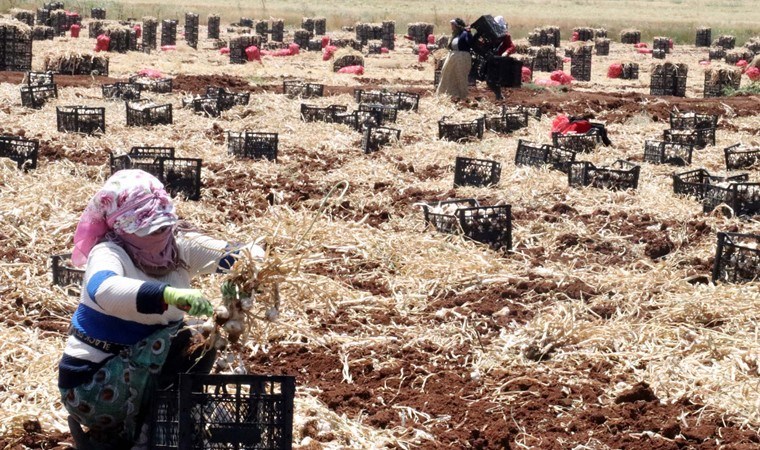 Gaziantep'te 8 bin tarım işçisiyle hasat başladı! Üretim süreci 9 ay sürdü...