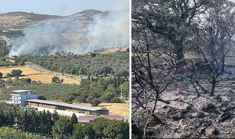 Foça'da 'araçtan atılan izmarit' yangına yol açtı