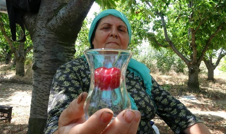 Lezzeti ve iriliği ile meşhur! Çay bardağına sığmıyor...