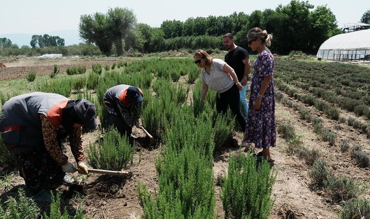 Düzce'de tıbbi aromatik üretilecek! 121 dönüm arazide yetişecek...