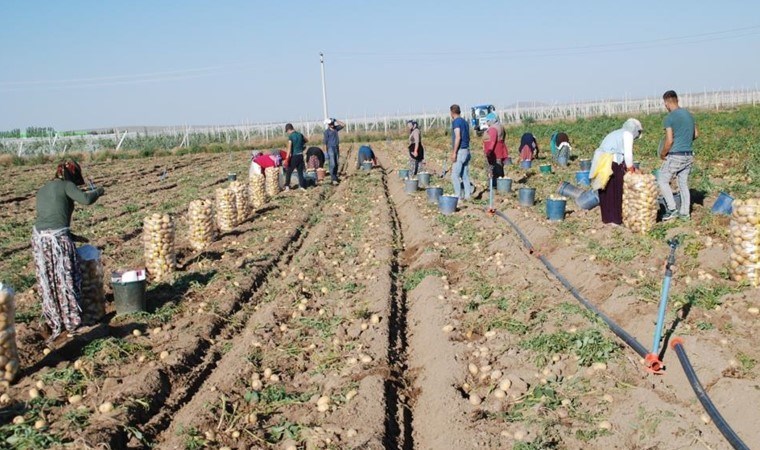 Niğde'de üretim geçen yıla oranla yüzde 200 arttı