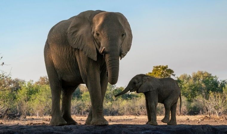 Güney Afrika'da safari faciası: Fotoğraf çekmek isteyen turist fil saldırısında ezildi