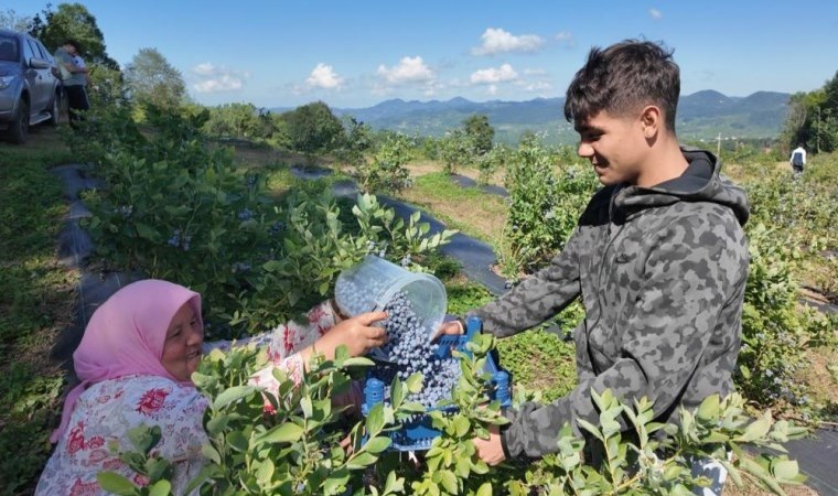 Ordu'da 42 üretici tarafından yetiştiriliyor: Kilosu 350 liradan alıcı buluyor...