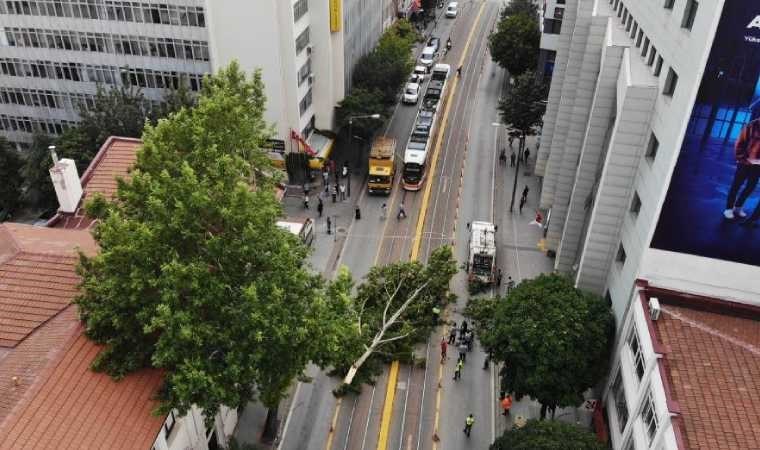 Ağaç dalı yaya ve araç trafiğinin ortasına düştü, facia kıl payı atlatıldı