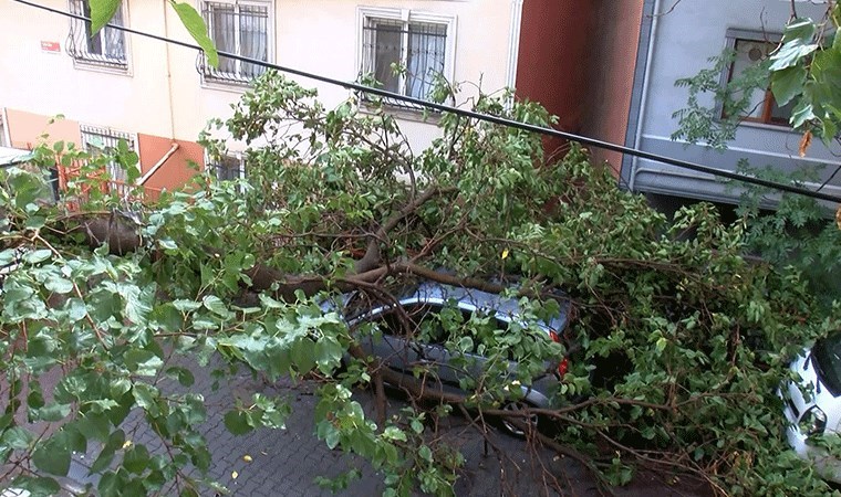 Kağıthane'de otomobilin üzerine ağaç devrildi