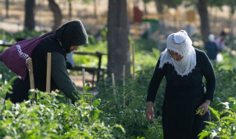 İzmir Büyükşehir’in mahalle bostanında hasat zamanı