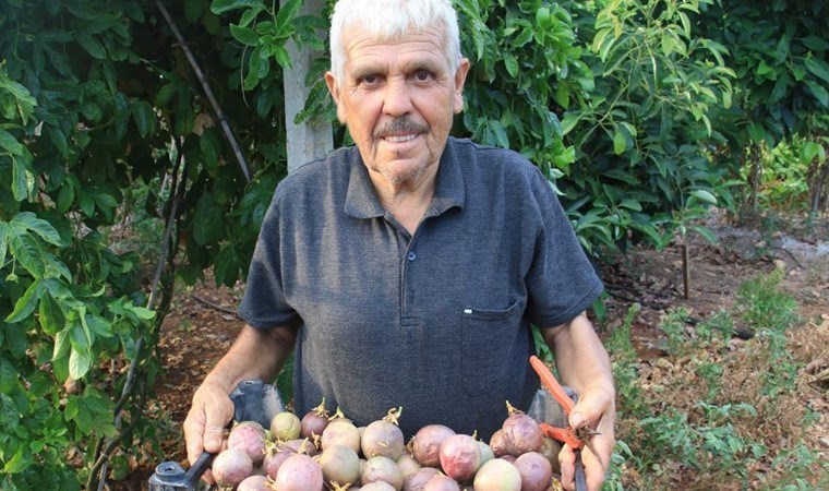 Her gün kasa kasa hasat yapıyor! Tropikal 'aşk meyvesi' üreticisini sevindirdi: Kilosu 100 TL