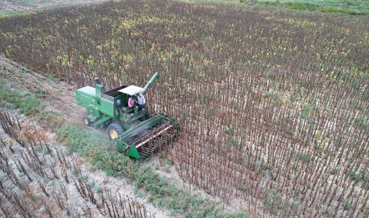 Adana'da hasat 10 gün öne çekildi: Dönüm başı 150 kilo ürün alınacak...