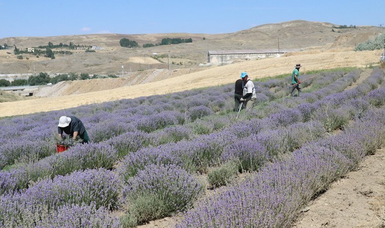 Yozgat'ta hasat başladı: Litresi 2 bin TL...