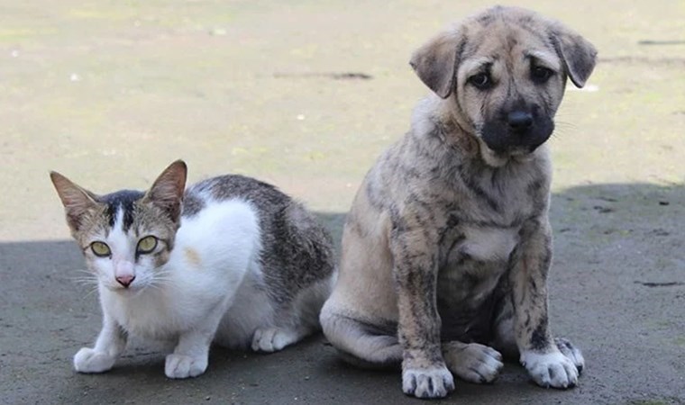 KONDA anketi ortaya koydu... Yurttaşlar 'katliam yasası'na hayır diyor!