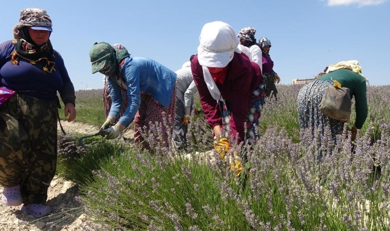 Burdur'da hasat başladı: Litresi 750 TL'den satılıyor