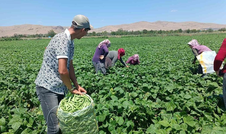 Fasulyenin fiyatı üreticileri üzdü