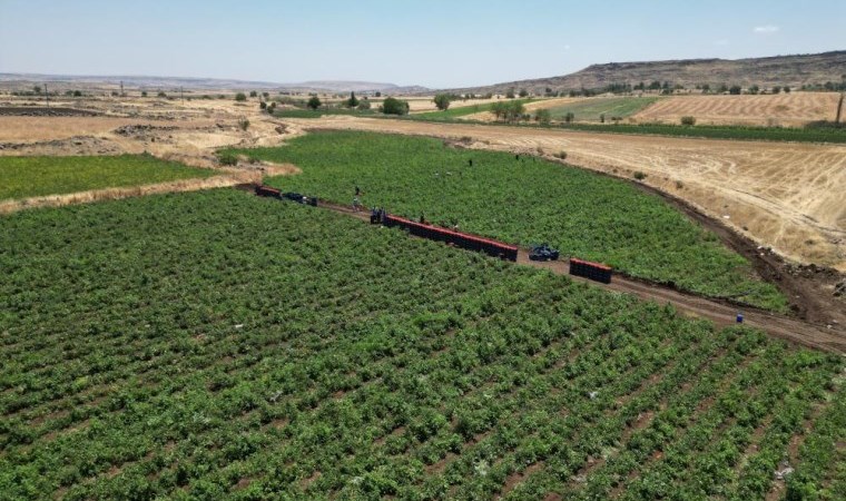 Kilis'te hasat kavurucu sıcak altında başladı:  Tarlada 4 TL'ye satılıyor, markette 30 TL!