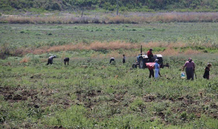 Amik Ovası'nda halk bu tarlaya akın etti:  350 dönümlük arazisindeki ürünleri bedava dağıttı