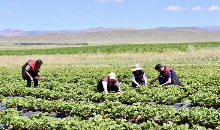 Yetişmez denilen topraklardan 1 yılda 400 ton verim alındı