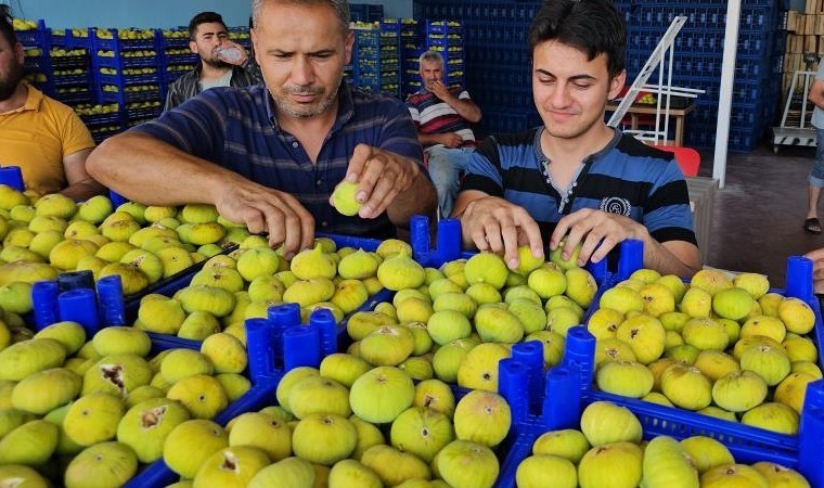 Buharkent'te 40 sürecek hasat erken başladı!